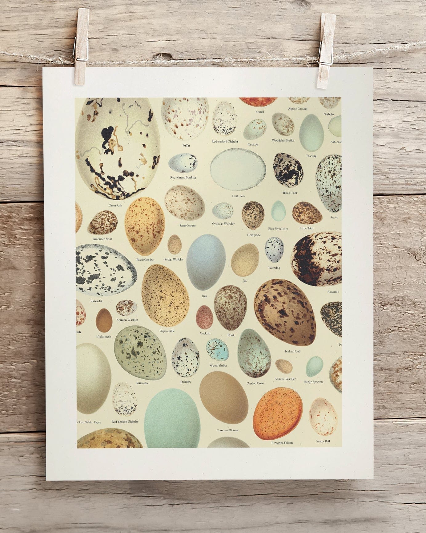 Oology Bird's Eggs Museum Print Cognitive Surplus