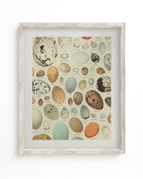 Oology Bird's Eggs Scientific Illustration Museum Print