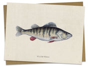 Perch Fish Specimen Card Cognitive Surplus