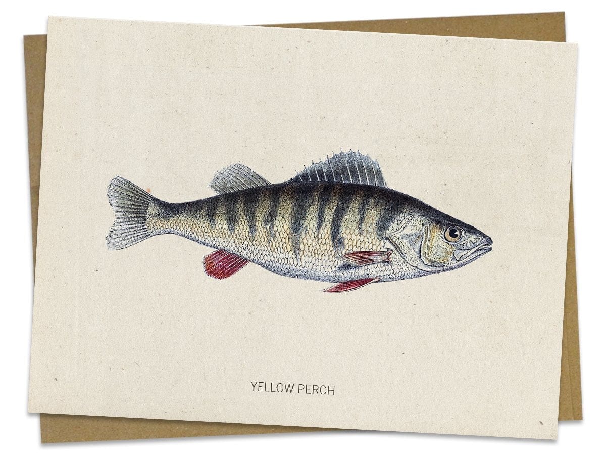Perch Fish Specimen Card Cognitive Surplus