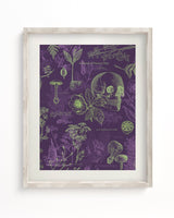 Poisonous Plants Scientific Illustration Museum Print