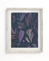 Seaweed Scientific Illustration Museum Print