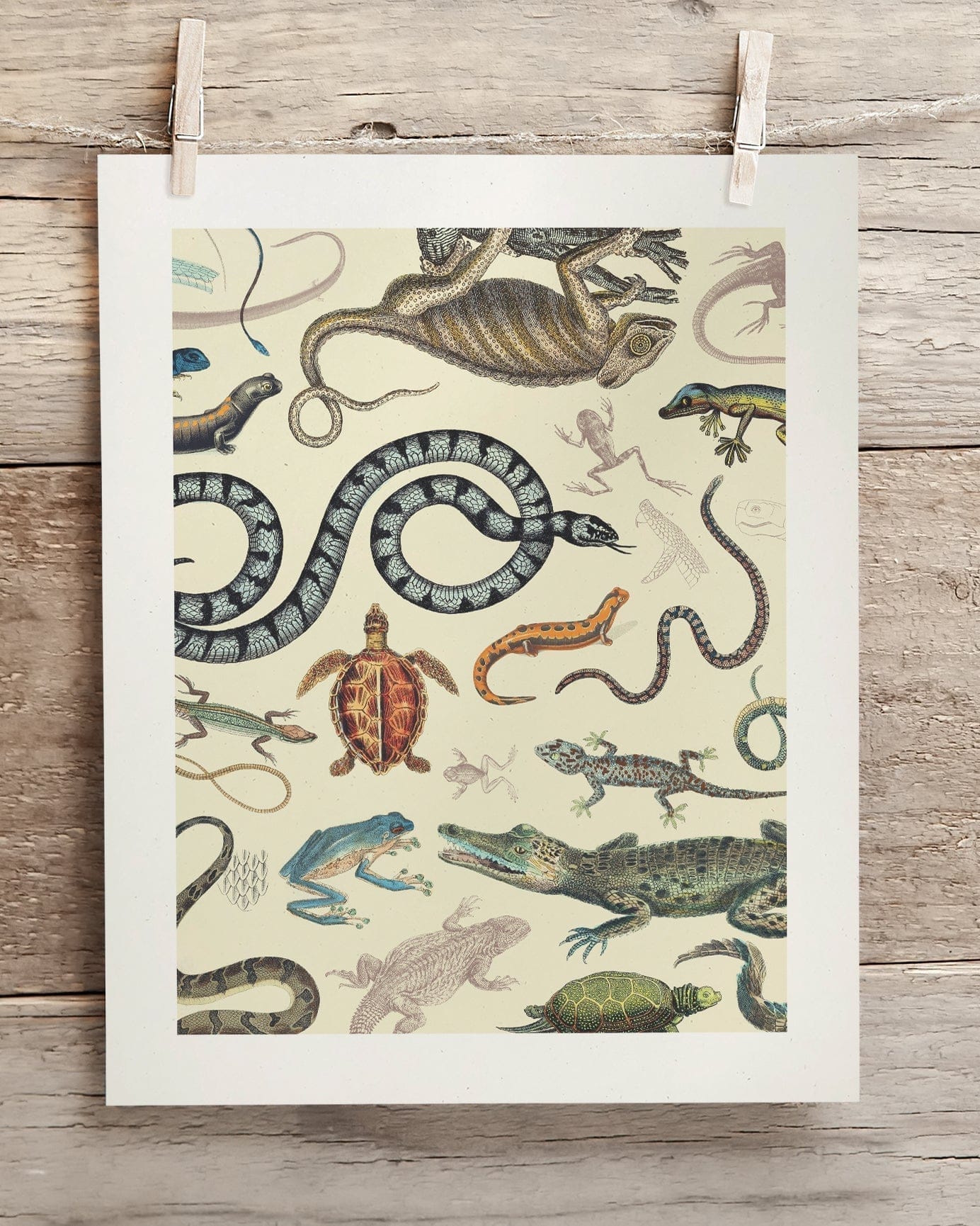 Serpents: Reptiles & Amphibians Museum Print Cognitive Surplus