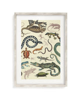Serpents: Reptiles & Amphibians Scientific Illustration Museum Print