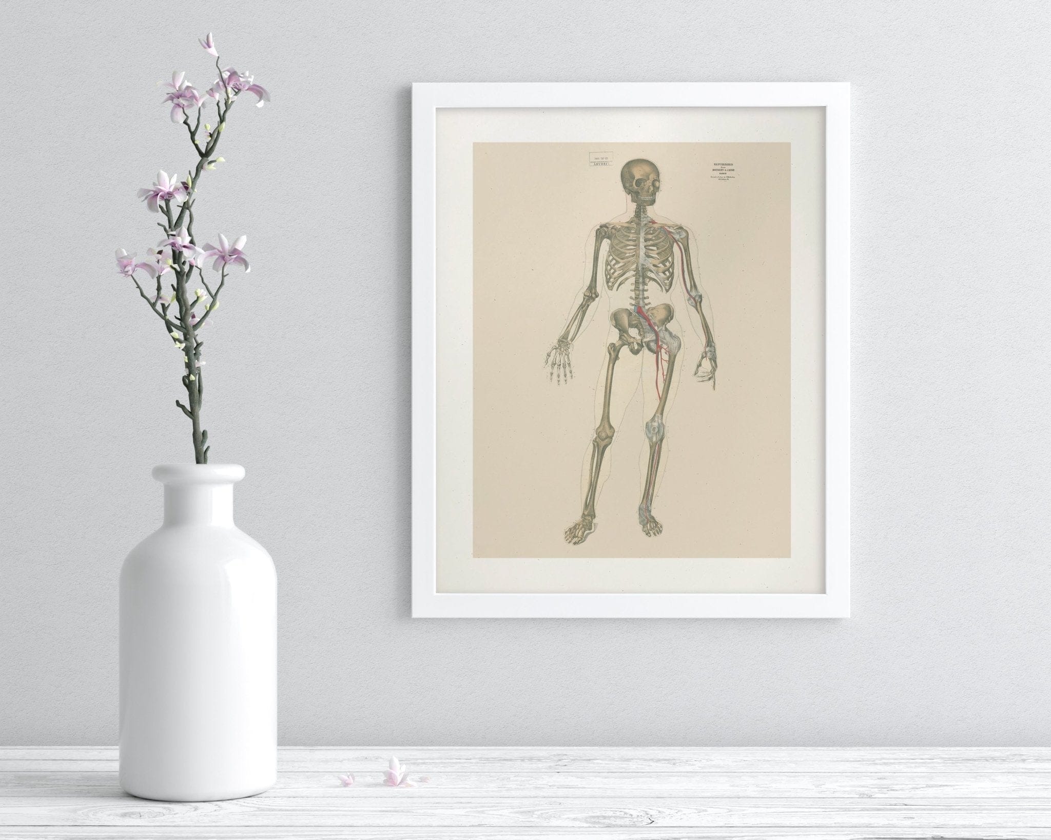 Skeleton Anatomy Museum Print Cognitive Surplus