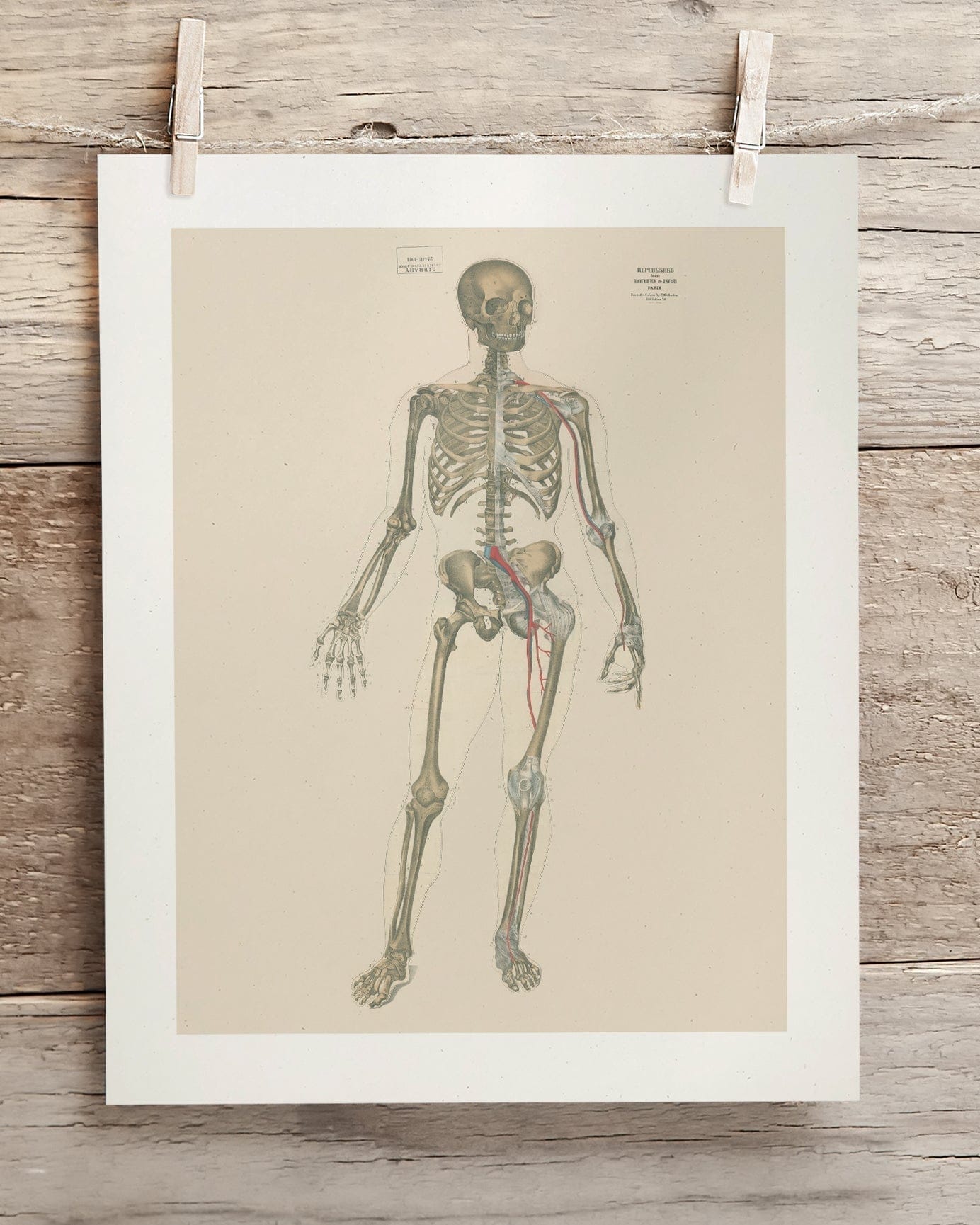 Skeleton Anatomy Museum Print Cognitive Surplus