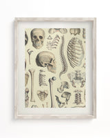 Skeleton Scientific Illustration Museum Print