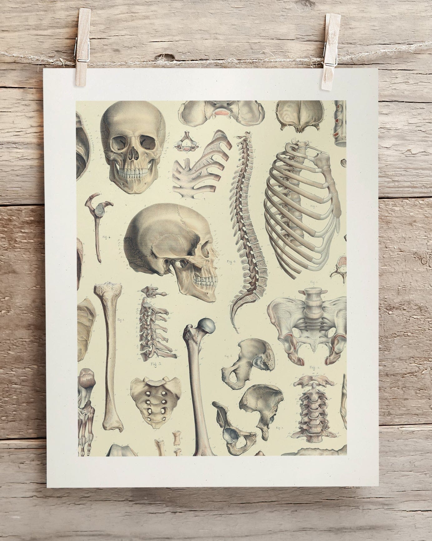 The Human Skeleton print by Vintage Educational Collection