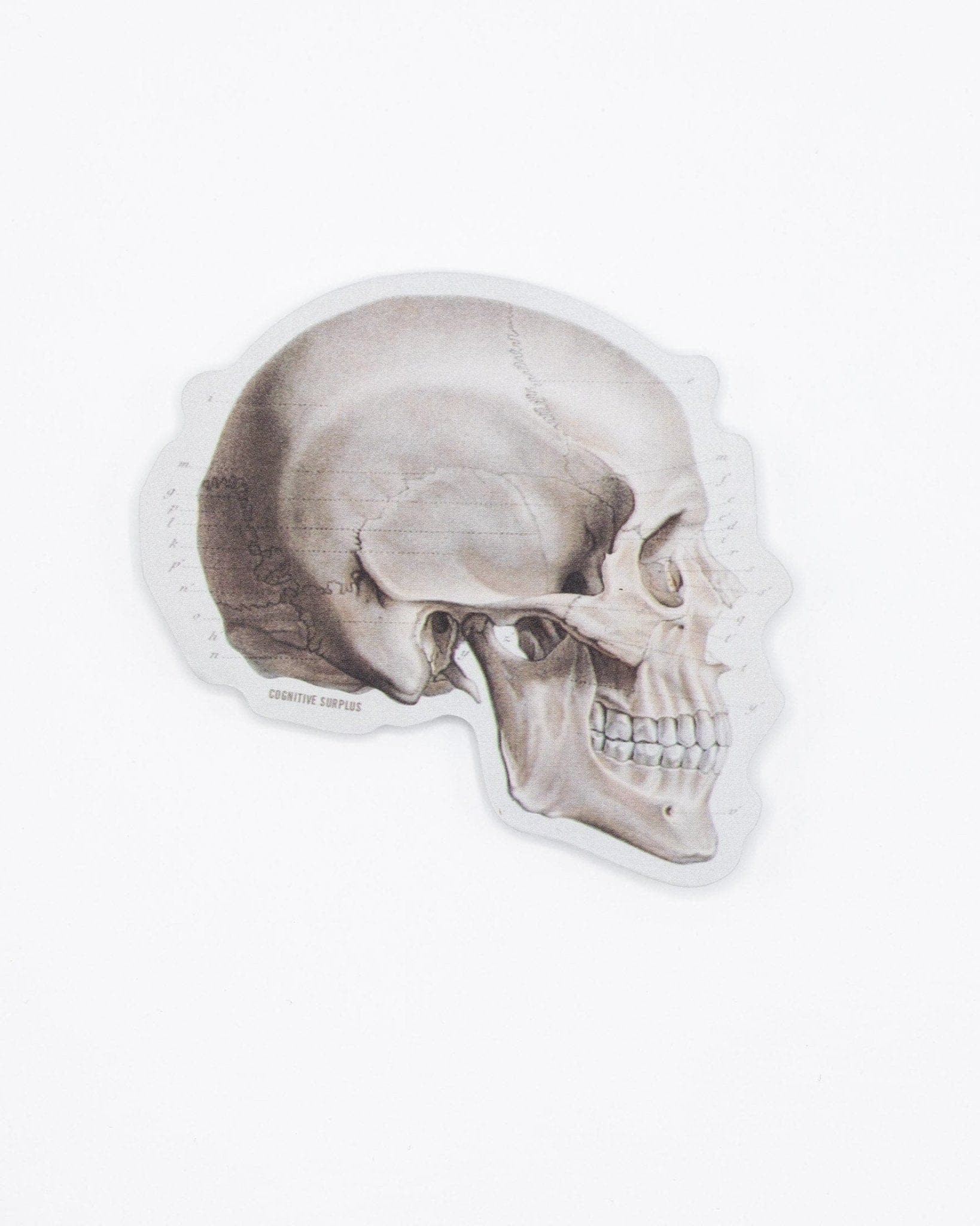 Skull Profile Sticker Cognitive Surplus