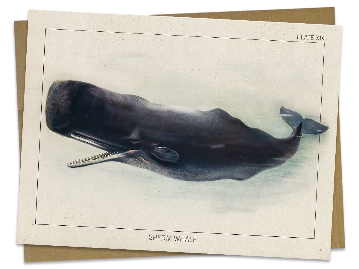 Sperm Whale Specimen Card Cognitive Surplus