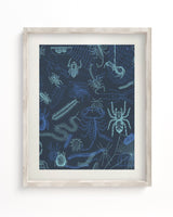 Spiders Scientific Illustration Museum Print