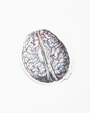 An illustration of a Brain Blood Flow Sticker by Cognitive Surplus on a white surface.