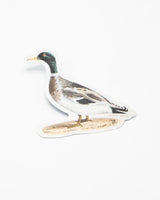 Mallard Sticker
