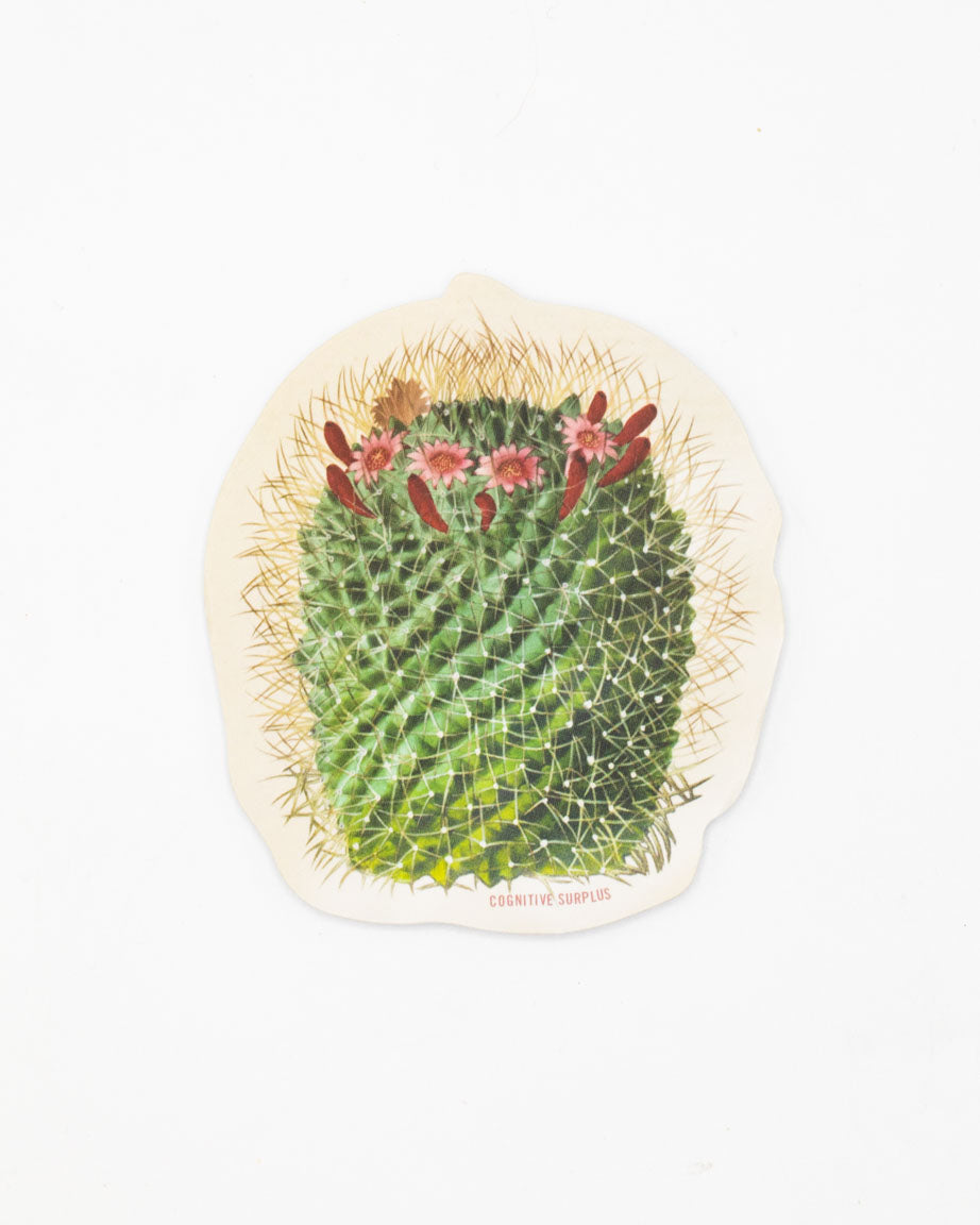 An image of a Mammillaria Cactus Sticker by Cognitive Surplus on a white background.