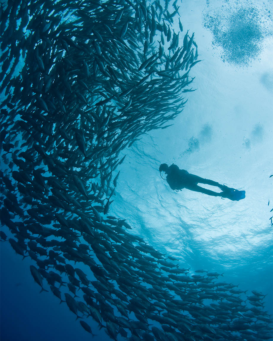 A diver swims through a school of Cognitive Surplus' Plenty of Fish Mystery Sticker Pack.