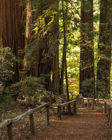 A Walk Through the Forest Mystery Sticker Pack