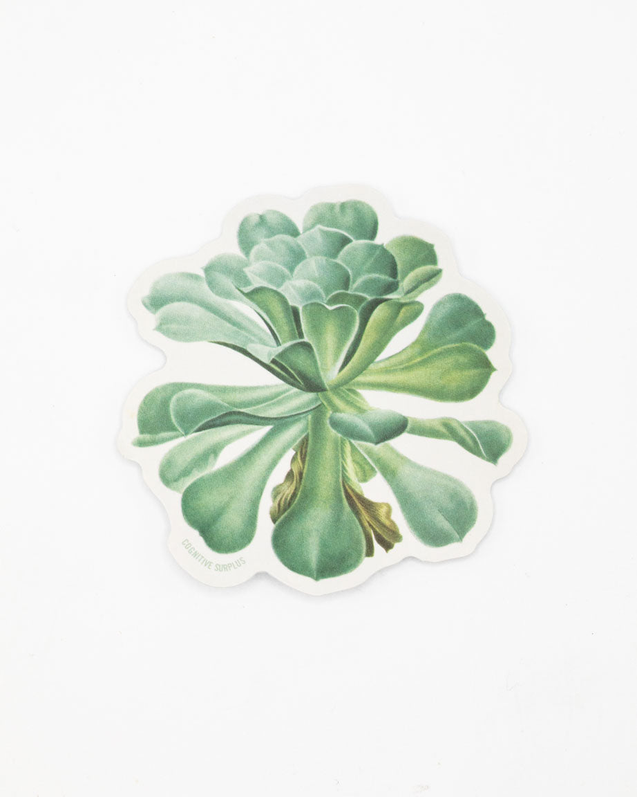 succulent sticker Sempervivum Canariense Succulent Sticker
