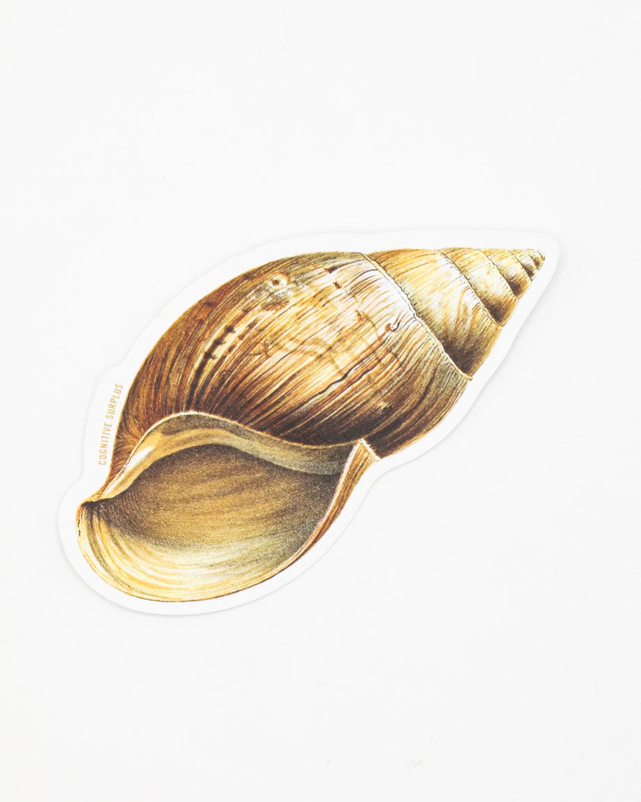 A Sea Shell Sticker of a shell on a white surface by Cognitive Surplus.