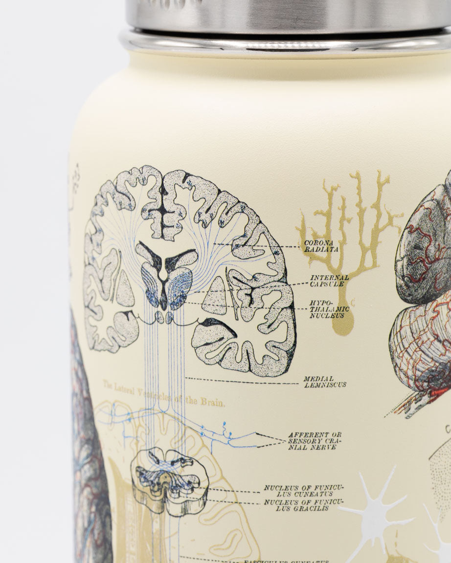 A Cognitive Surplus Brain & Neuroscience 32 oz Steel Bottle with a diagram of the human brain.