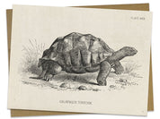 Tortoise Specimen Card Cognitive Surplus