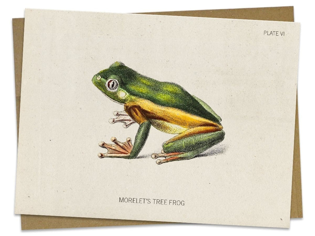 Tree Frog Greeting Card - Biology Stationery | Cognitive Surplus