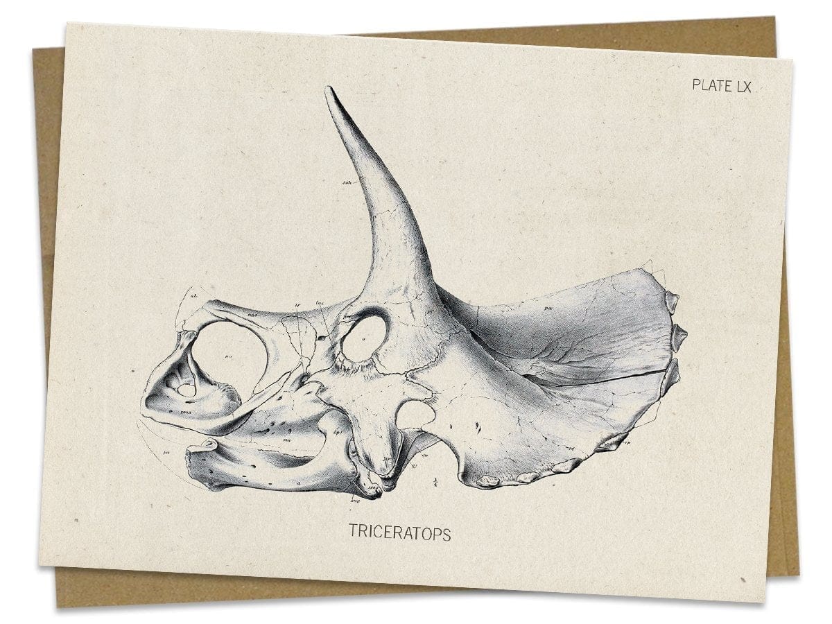 Triceratops Fossil Card Cognitive Surplus