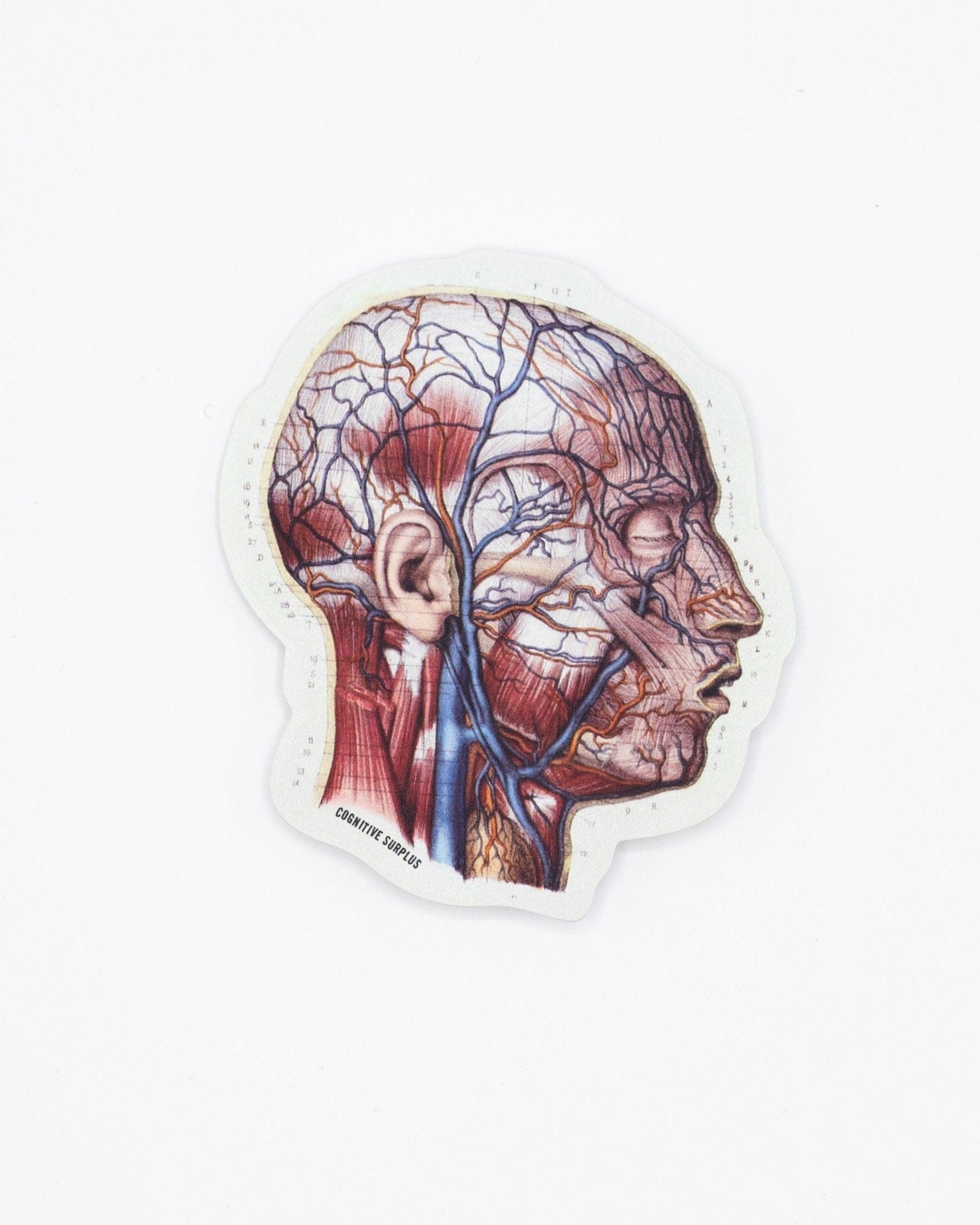 Vascular Head Anatomy Sticker Cognitive Surplus