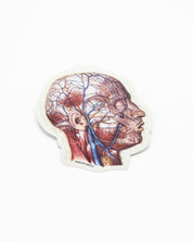 Vascular Head Anatomy Sticker Cognitive Surplus