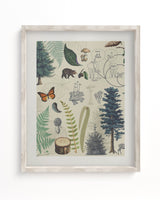 Woodland Forest 2 Scientific Illustration Museum Print
