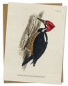Woodpecker Specimen Card Cognitive Surplus